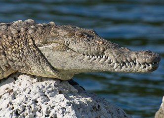 Could crocodiles help beat deafness?
