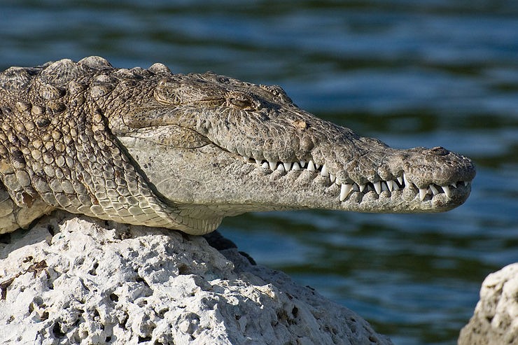 Could crocodiles help beat deafness? - (Section 2)
